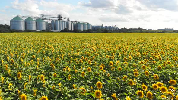 Elevator and Granary Against the Background of a Field with Sunflowers. Agricultural Industry.