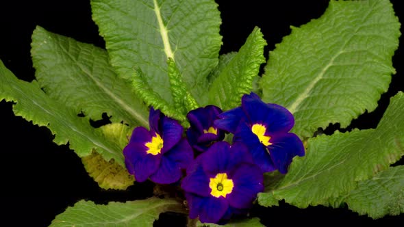 Timelapse of Blue Primula ( Primrose ) Flower Blooming