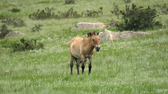 Wild Przewalski Horse in Real Natural Habitat Environment in The Mountains of Mongolia