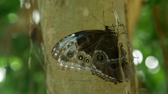 Butterflies 