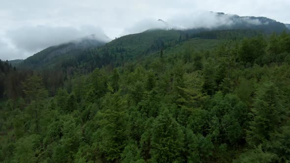 Aerial View of a Mountain Landscape  a Forest on the Slopes of the Mountains the Tops in the Fog