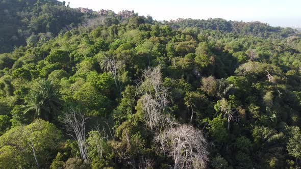 Some bare tree in green rainforest