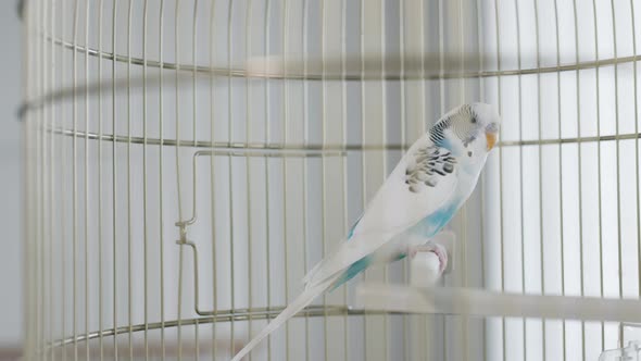 Small parrot in a cage