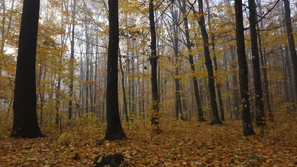 Fog in the autumn yellow forest. View around the nature and burnt leaves of trees