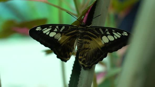 Parthenos Sylvia, Beautiful Exotic Butterfly From South East Asia, Entomology