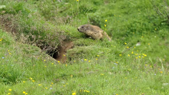 Alpine marmot also called murmeltier in the Alps of Austria sniffs around.