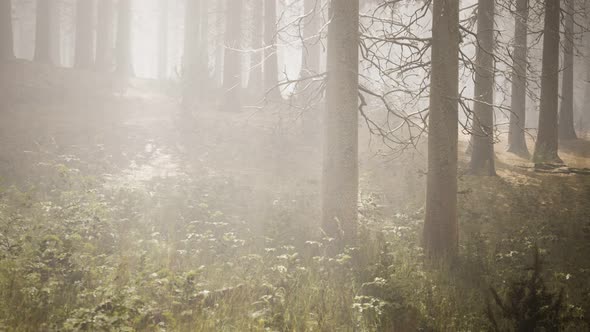 Sunbeams in Natural Spruce Forest