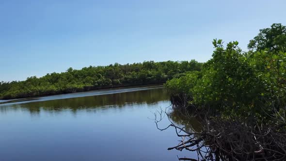 Action footage from an Everglades air boat ride in Florida zooming past the mangroves