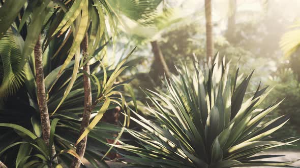 Misty Rainforest and Bright Sun Beams Through Trees Branches