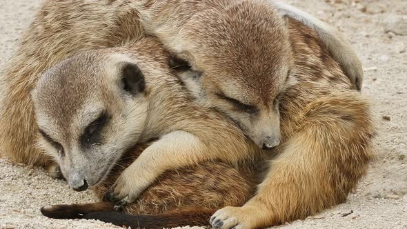 Macro close up of sleeping and dreaming meerkats babies outdoors in nature
