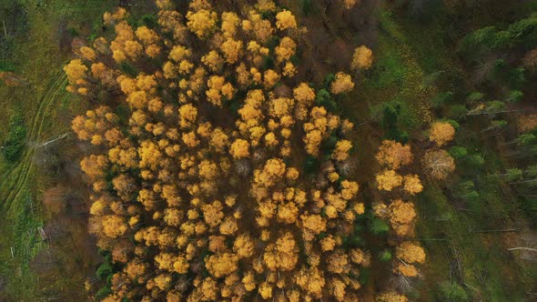 Flight on Top of Beautiful Autumn Trees in Yellow, Orange and Green Forest on Autumn Day