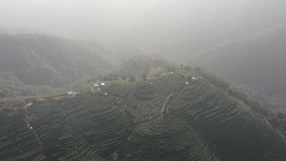 Tea plantation in hangzhou china