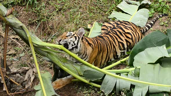 bengal tiger in a forest atmosphere