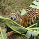 bengal tiger in a forest atmosphere - VideoHive Item for Sale
