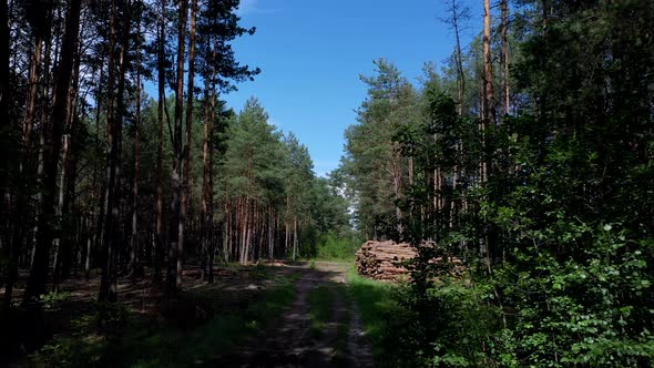 Felling a tree. Wooden logs from a pine forest, Forest of pine and spruce