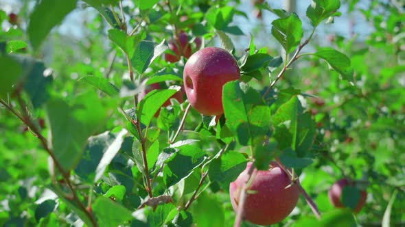 Ripe Red Apples Hang on Tree Branches Growing in Orchard