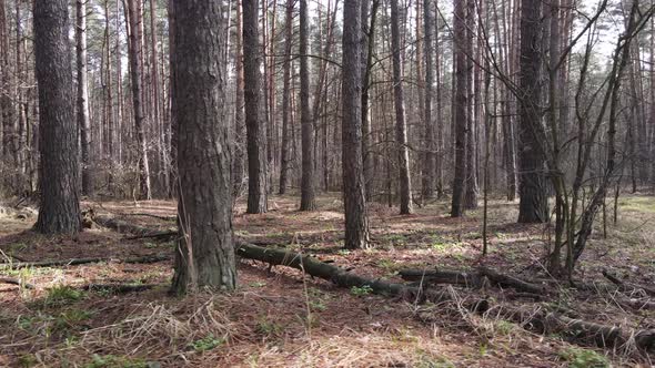 Trees in a Pine Forest During the Day Aerial View