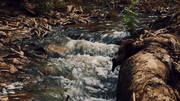 A little river flowing in the middle of a forest.