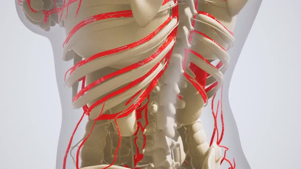 Science Anatomy of Human Blood Vessels