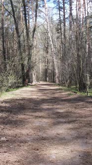 Vertical Video of a Road in the Forest Slow Motion