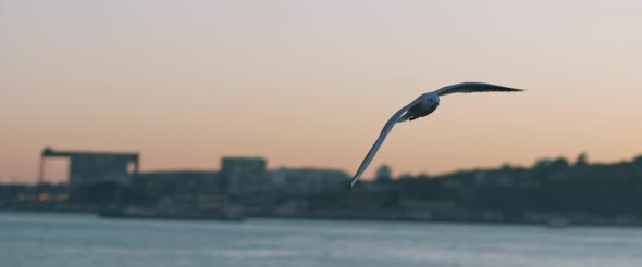 Close up view of a seagull flying over a european city harbor at sunset.