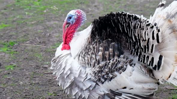 Domestic Turkeys in a Private Household