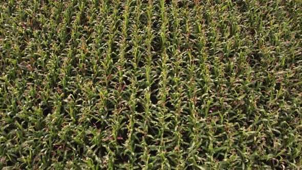 Corn Field Green Stalks of Corn Ripening on an Agricultural Plantation