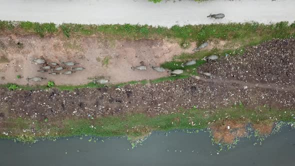 Bird eye view looking down group of buffaloes walk