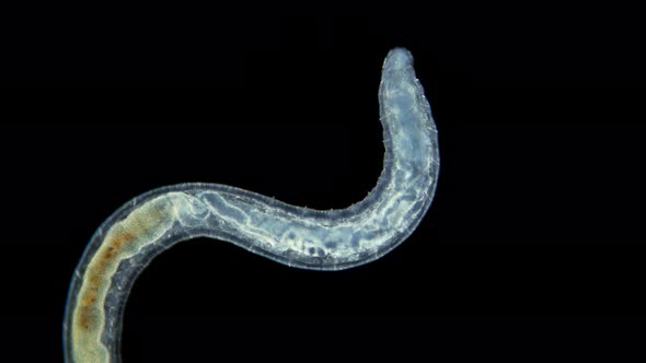 the Worm Enchytraeus Sp