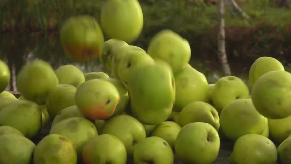 Bunch of the Ripe Delicious Green Apples Falling Down Outdoors