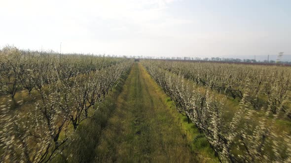 Flight of the Drone Through the Roots of the Orchard with Flowering Trees