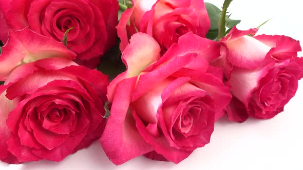 Red Roses on a White Background 4