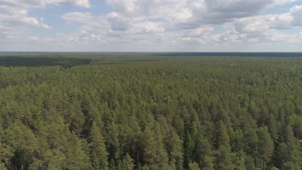 Flight Over the Green Forest