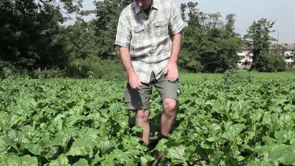 Farmer picking fresh beetroot in field