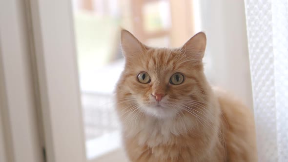 Cute Ginger Cat Is Sitting on Window Sill. Close Up Slow Motion Footage of Fluffy Pet