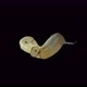 The movement of the embryo in the egg of the relic insect Embia savignyi under the microscope - VideoHive Item for Sale