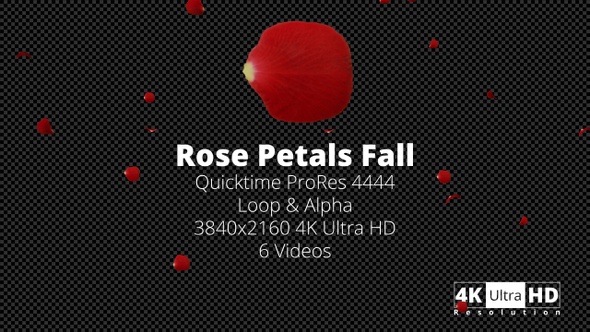 Rose Petal Fall 4K