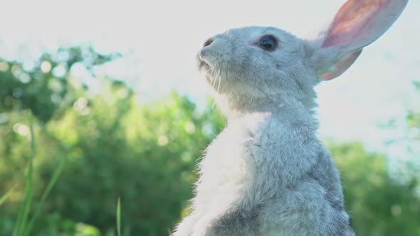 Cute Fluffy Light Gray Domestic Rabbit with Big Mustaches Ears Eats Young Juicy Green Grass Bright