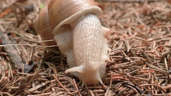 A close up shot of a snail crawling towards the camera along the forest floor with detailed skin tex