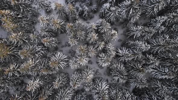 Aerial bird's eye view above a frozen pine tree forest in winter with snow on top