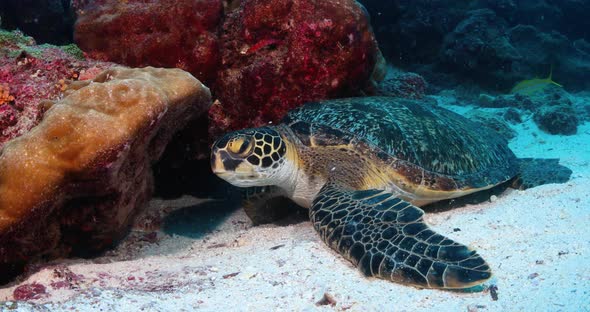 Beautiful turtle in Galapagos Islands underwater wedged between coral heads