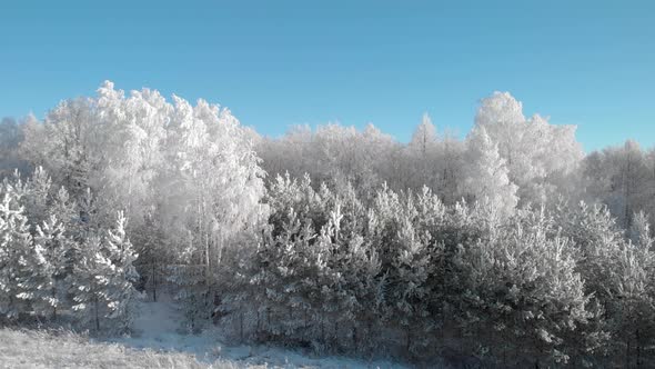 White forest on a background of blue sky