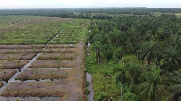 Young oil palm tree is replant