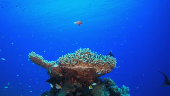 Colourful Tropical Fish and Corals