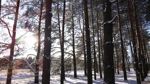 Frosty sunny winter landscape in snowy pine forest