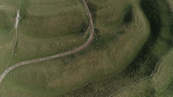 Aerial top down tracking over the western gate ramparts of Maiden Castle. Sheep can be seen gatherin