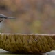 Autumn and Birds Flew Into the Feeder - VideoHive Item for Sale