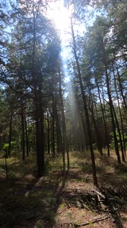 Vertical Video of a Forest with Tall Pines