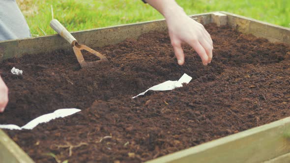 Young man placing seed strip into raised garden bed soil