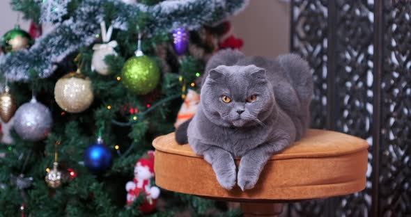 Scottish fold cat near Christmas tree